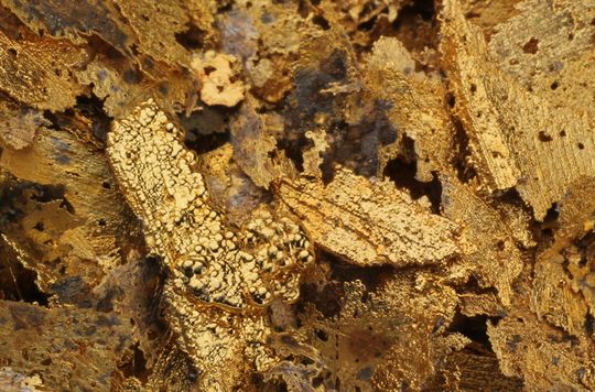 Goldfilter